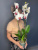 Орхидея "Фаленопсис" Орхидея "Фаленопсис"